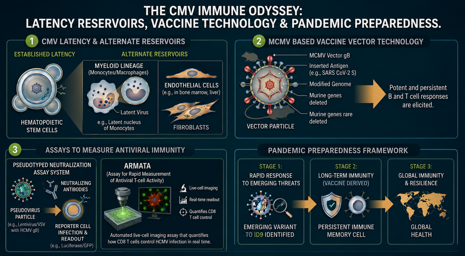 Info graphic about different research areas in viral immunology