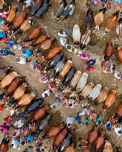 Viehmarkt Bangladesh