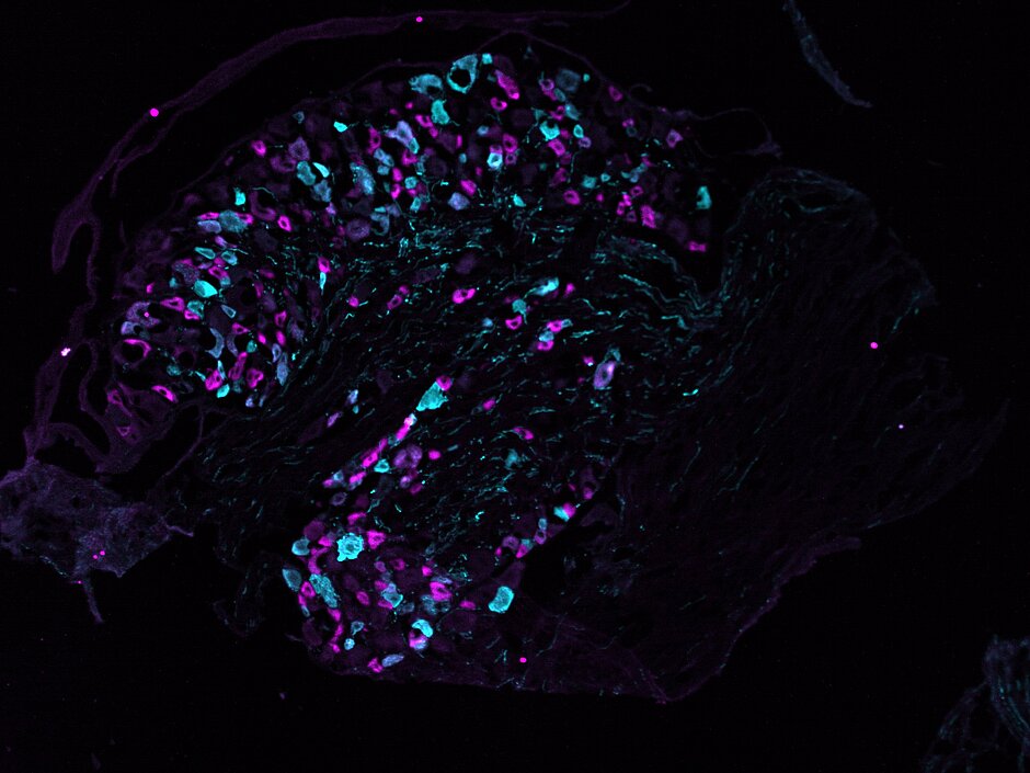 microscopic image