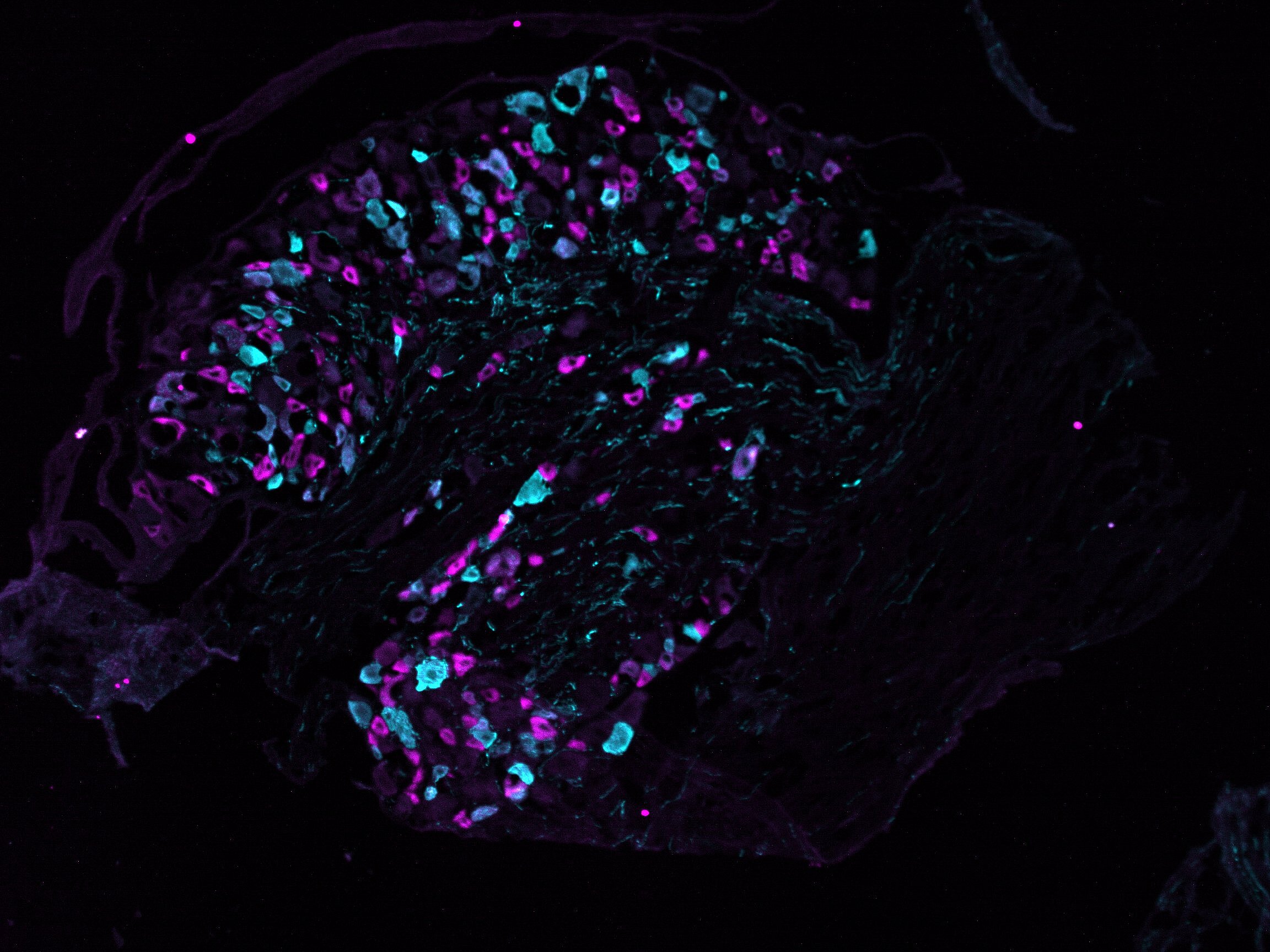 microscopic image