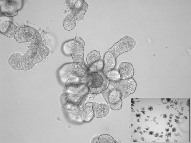 Hellfeldmikroskopie von Darm-Organoiden vom Nilflughund (Rousettus aegyptiacus) 