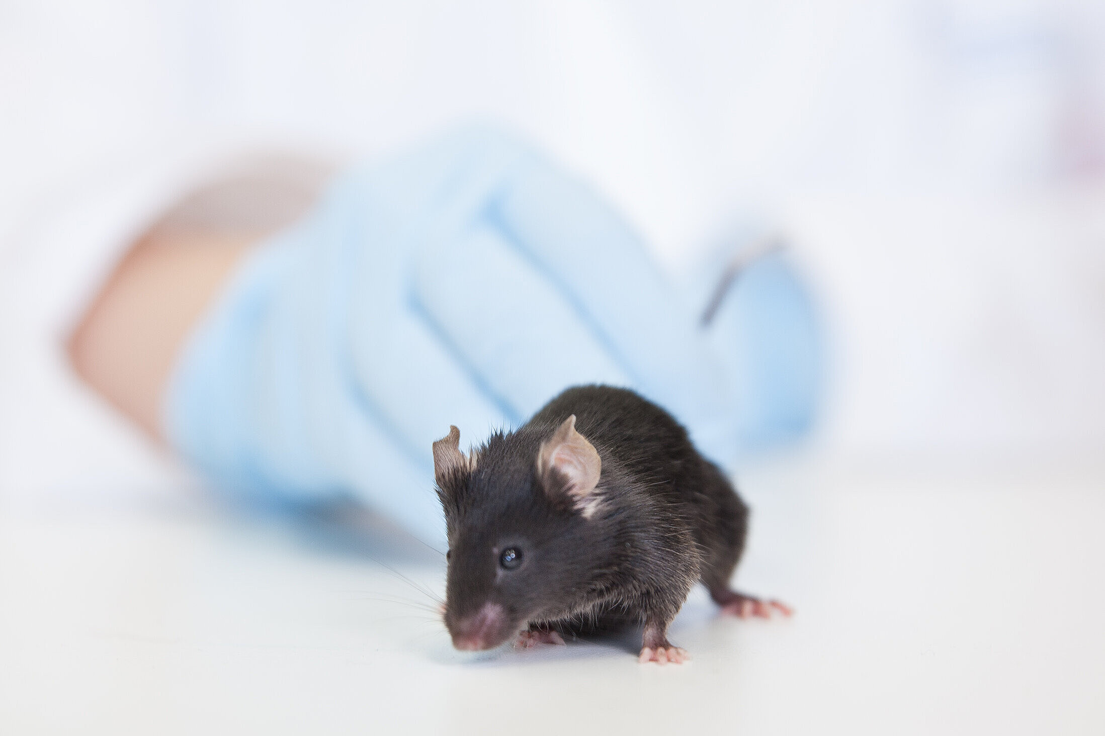A black mouse is held by a person wearing blue laboratory gloves.