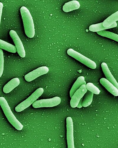 Grüne stäbchenförmige Bakterien
