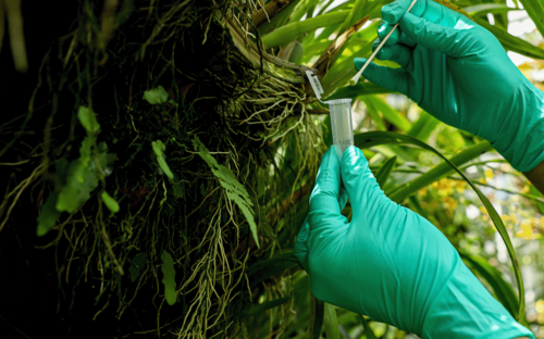 Detecting a vast diversity of rainforest animals by swabbing their DNA from leaves