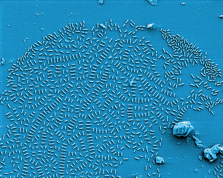 Biofilm einer Bakteriensammlung