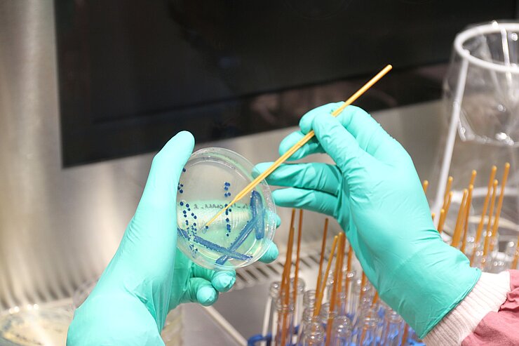 Bacteria spread on an agar plate