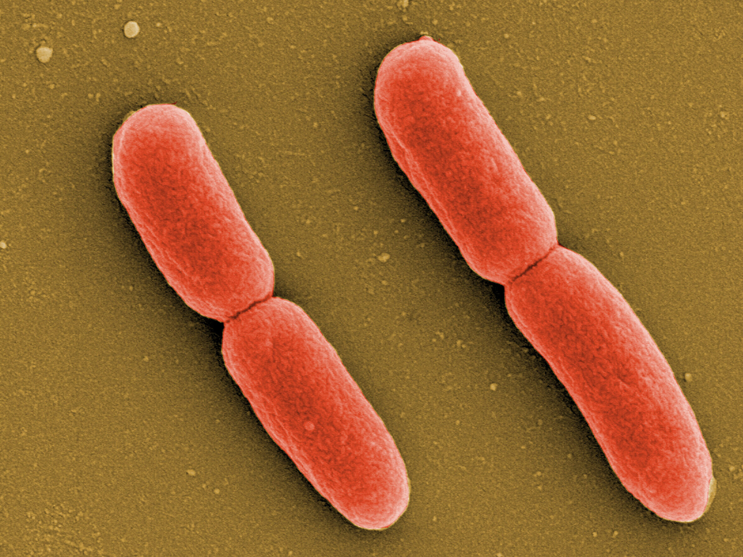 E. coli Bacteria
