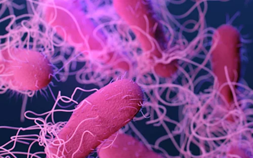 Key Virulence Factor of Salmonella characterized