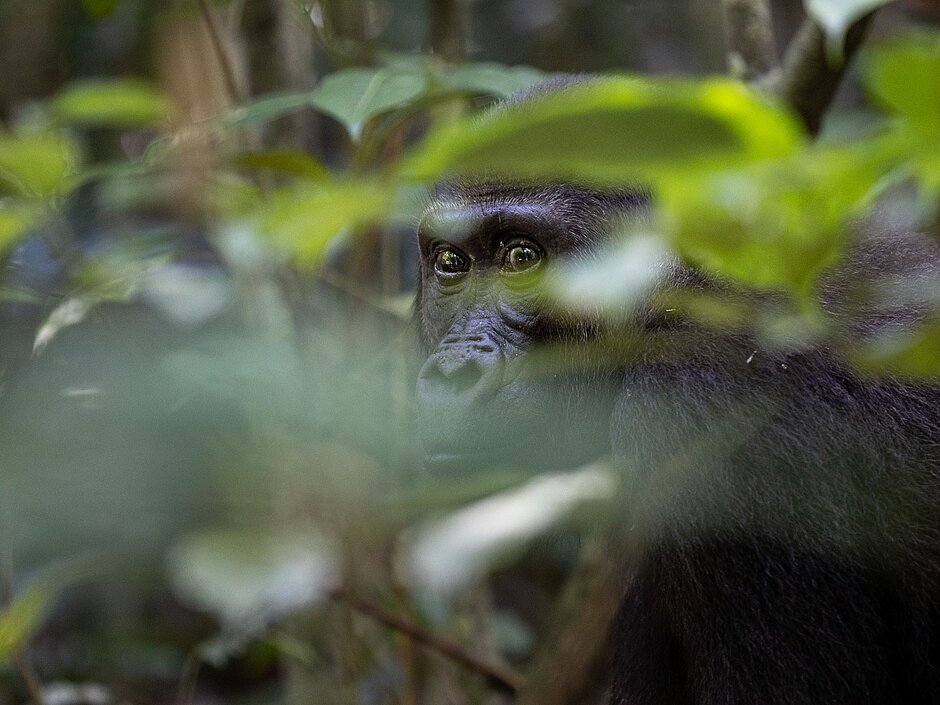 Gorilla photographed through leaves