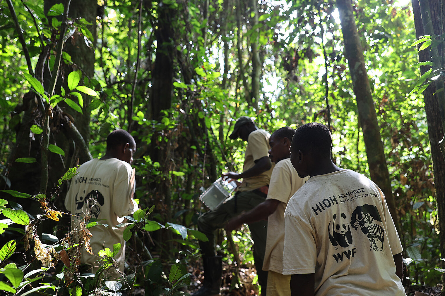 Four people in the rainforest setting up live traps, wearing shirts with the WWF and HIOH logos
