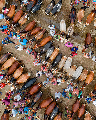 Aerial view of a livestock market