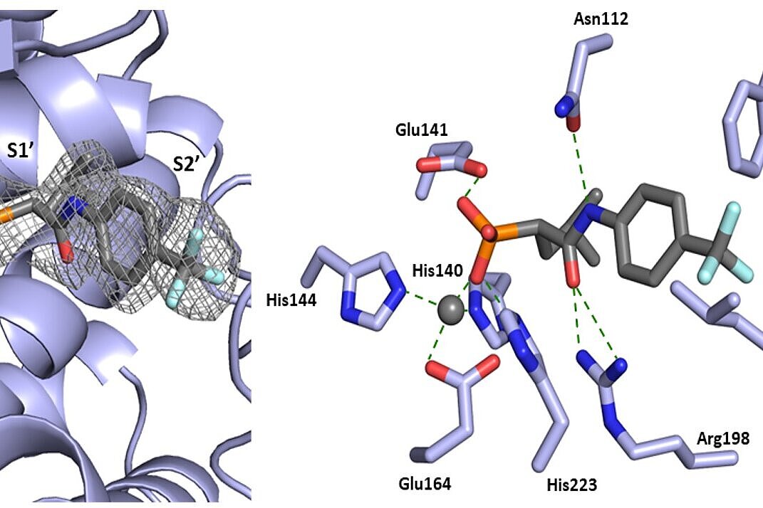 Crystal structure of LasB in complex with a ligand