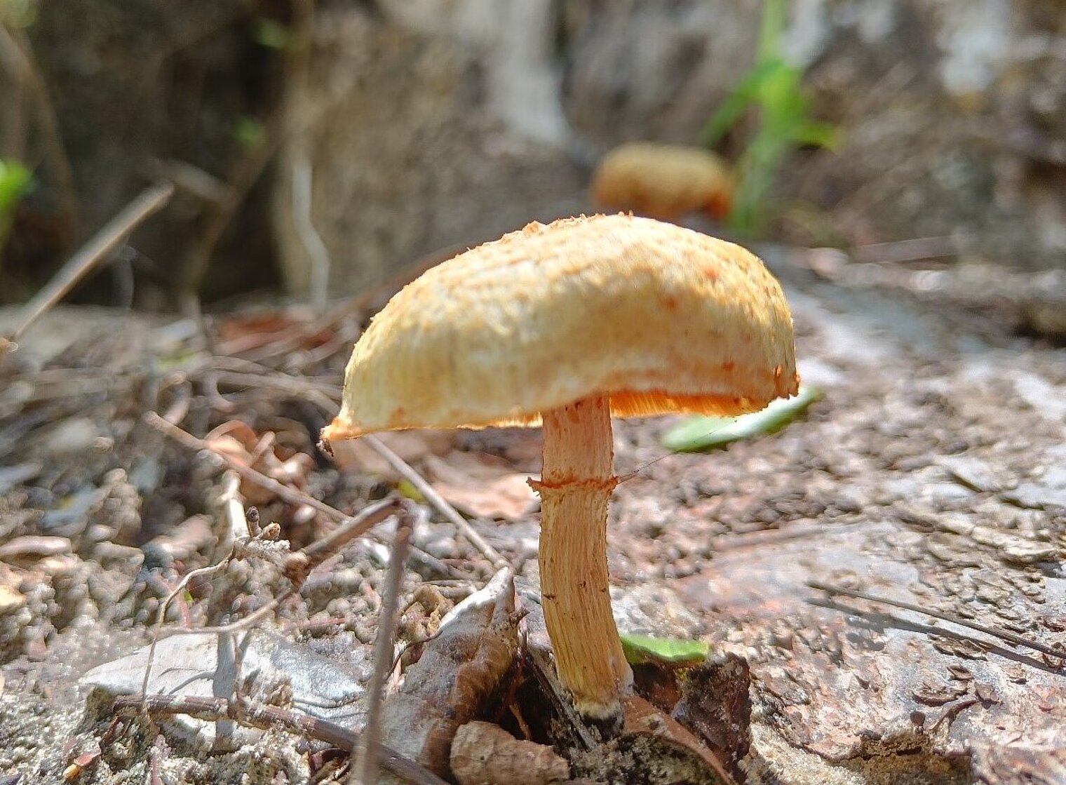 Fungus in the forest