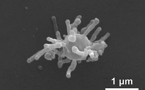 Unexpected dynamics of ancient microbes discovered