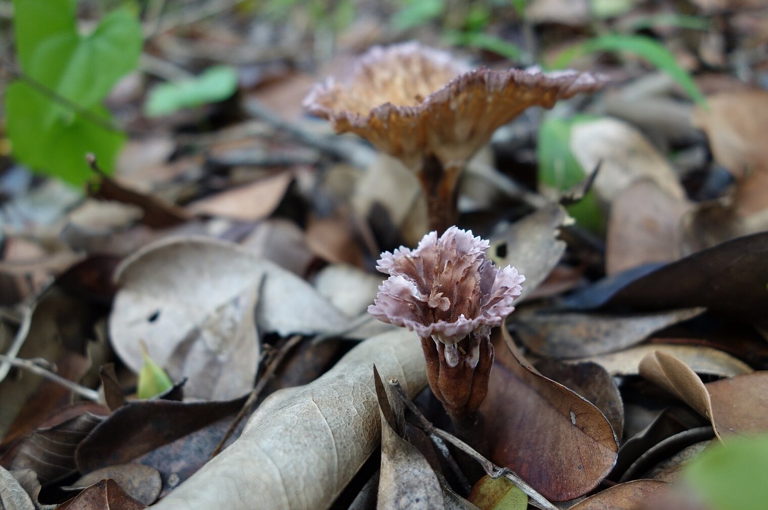 Pilz auf Waldboden