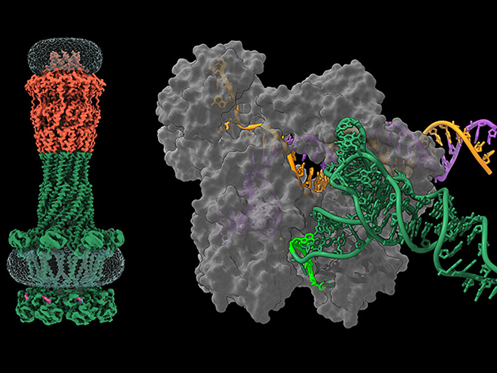 Struktur des Wza-Wzc und Cas12a3