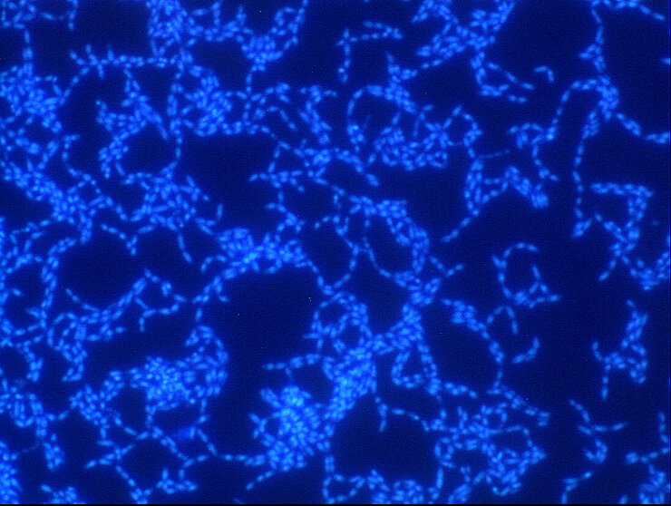Biofilme von Streptococcus mutans in blau.