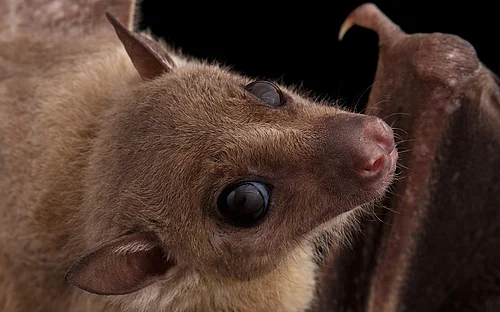 Unlocking the secrets of bat immunity