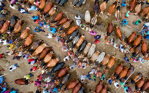 Viehmarkt Bangladesh