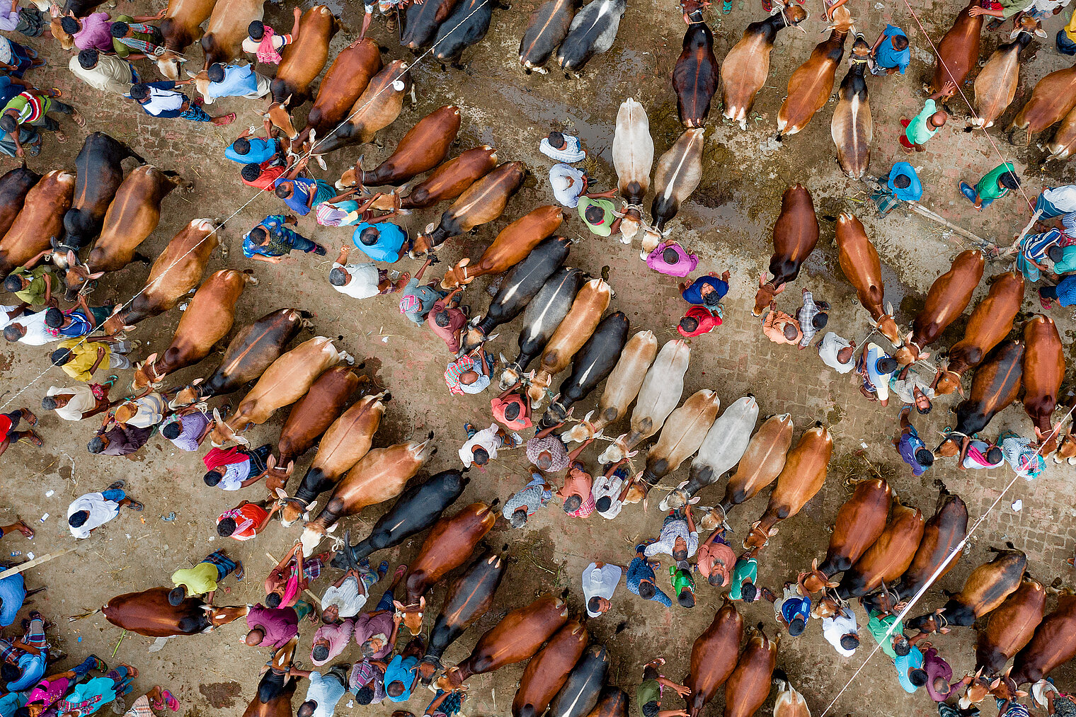 Cattle market Bangladesh