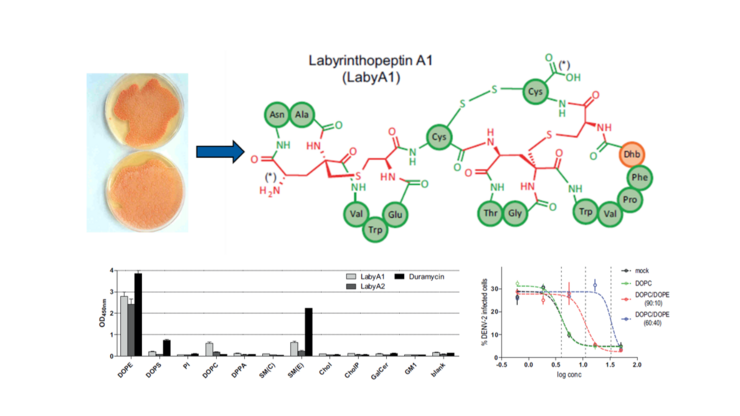 Labyrinthopeptin A1 experimental graphs