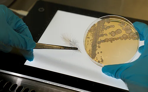New drugs from toxic birds 