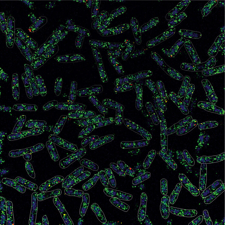 Mikroskopische Aufnahme von stäbchenförmigen Bakterien mit grün-blauen und roten Flecken auf schwarzem Hintergrund