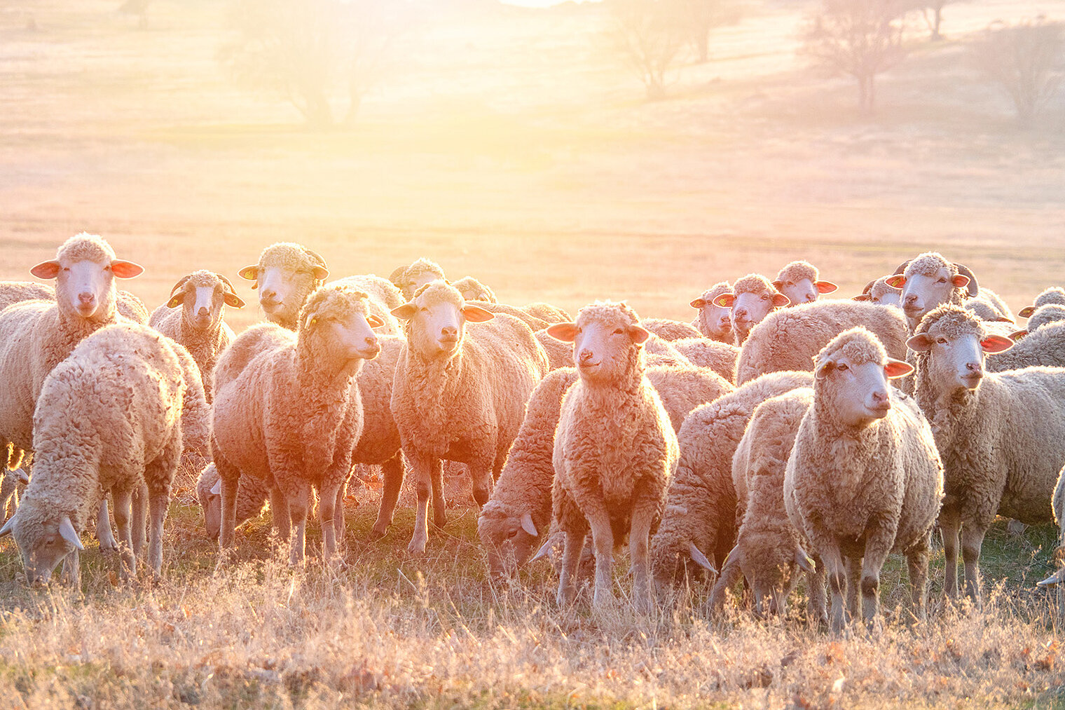 Flock of sheep in warm morning light on a pasture.