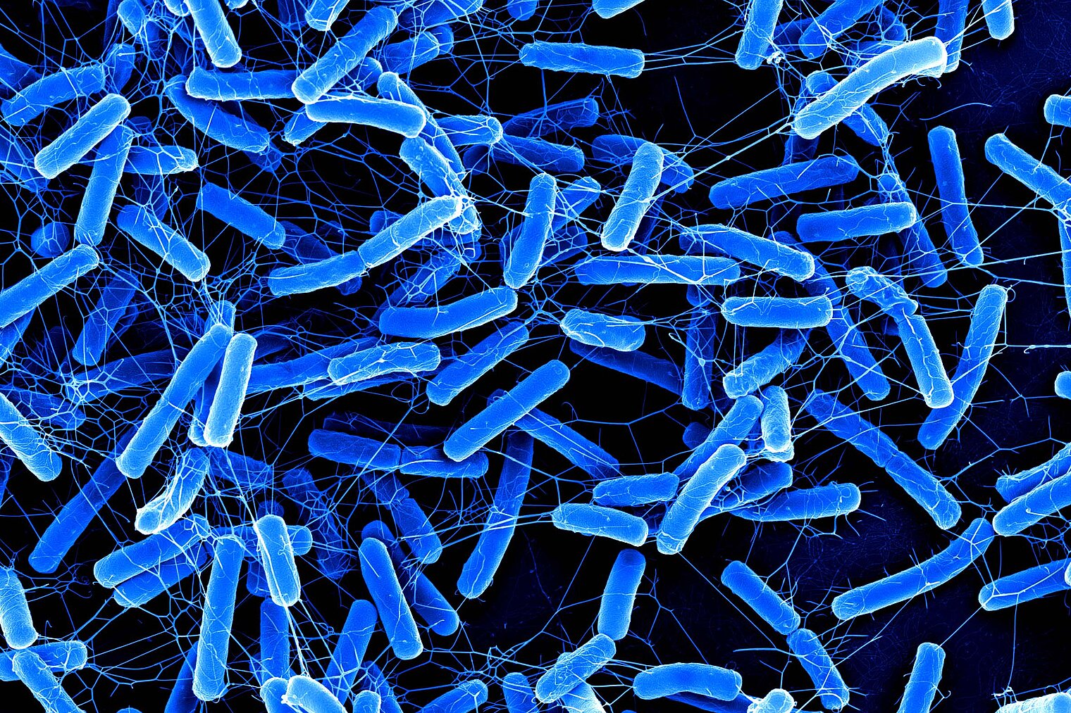 blue stick-shaped bacteria