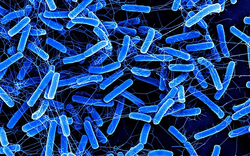 Well-Known Natural Compound Shows Unexpected Effect Against a Dreaded Pathogen