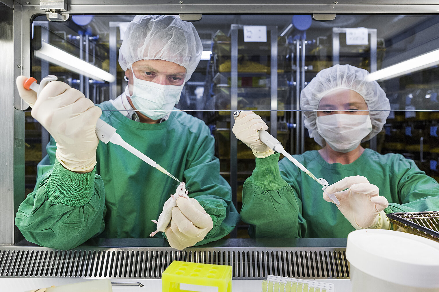 Thomas Ebensen administers a new vaccine in a mouse via the mucous membranes – in humans, this might be done with a nasal spray in the future