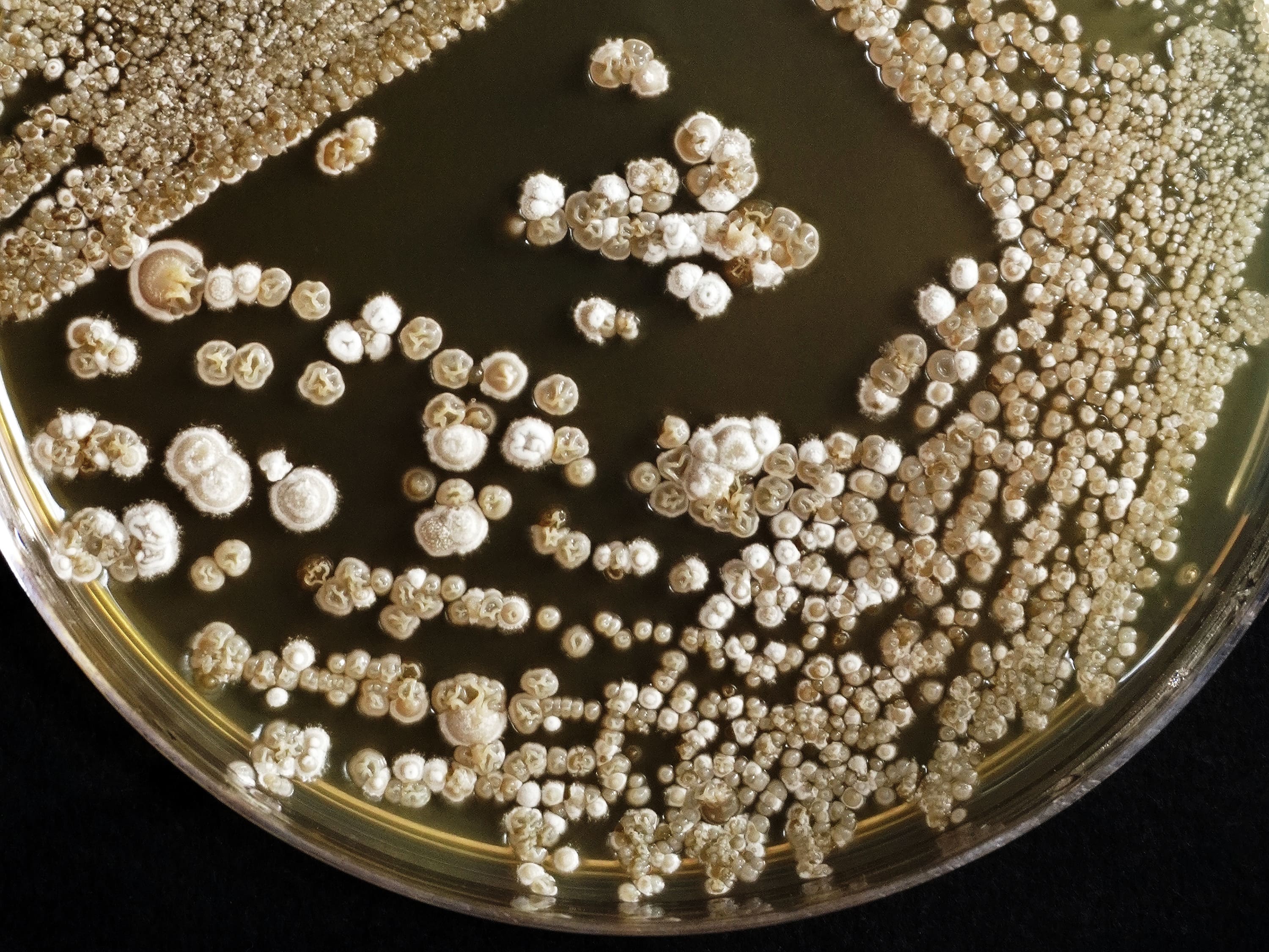 Draufsicht auf eine Petriplatte mit Kolonien von Streptomyces-Bakterien auf schwarzem Hintergrund