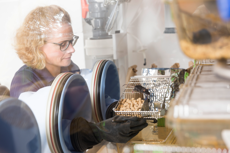 Woman holds laboratory animal (mouse) in a sterile workbench and examines it.