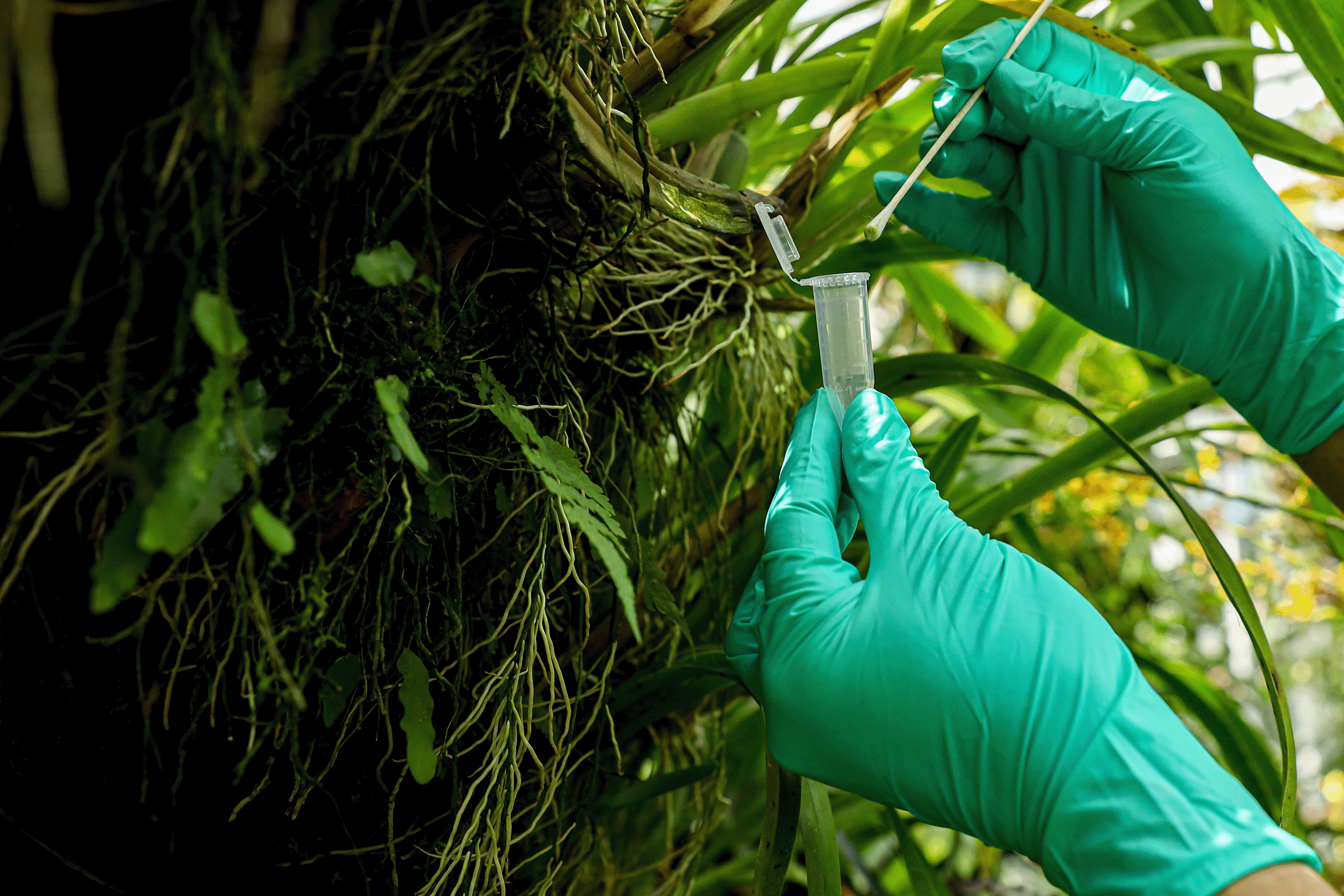 Swabbing a leaf to collect vertebrate eDNA in the Greifswald Botanical Garden.