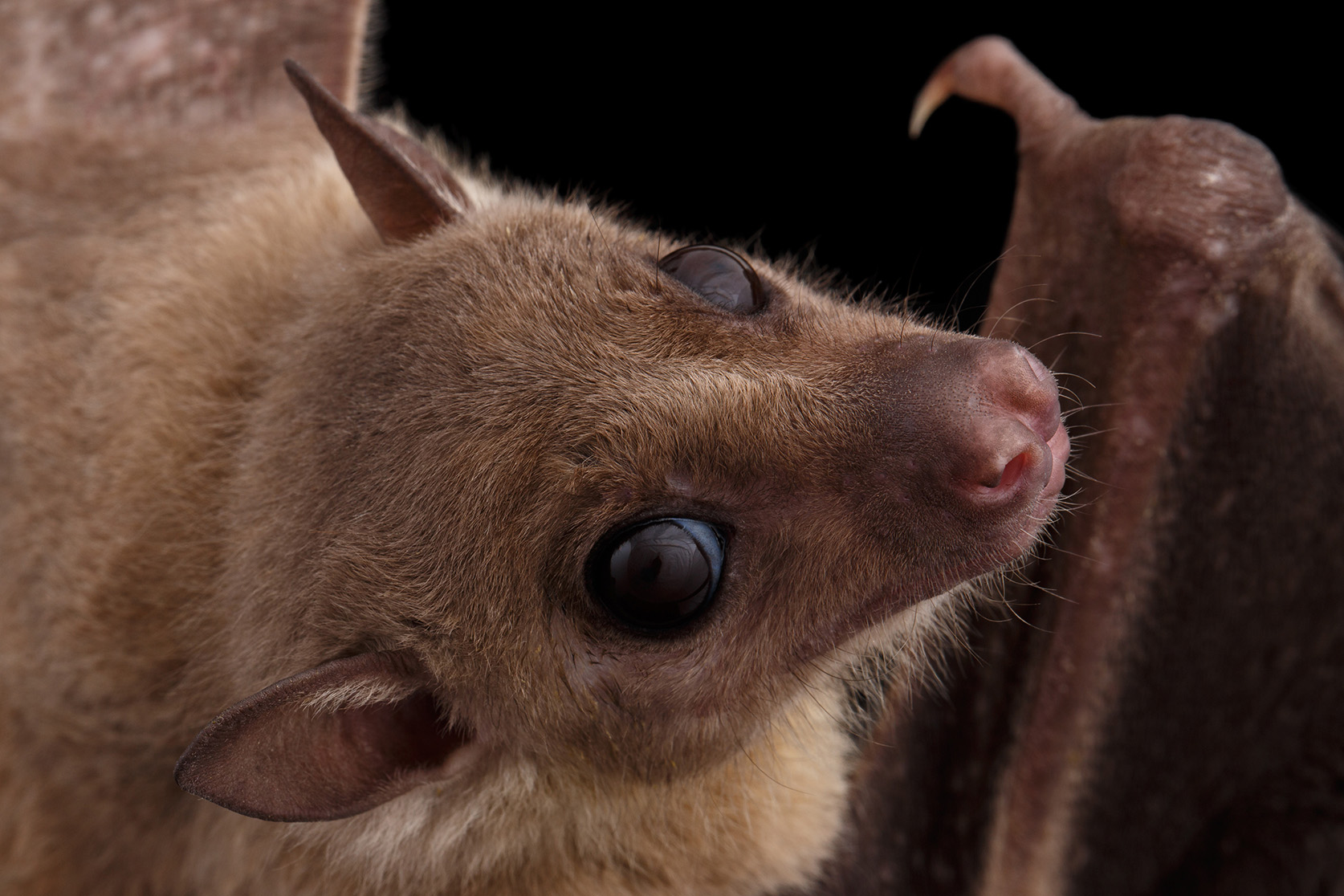 Nahaufnahme Fledermaus