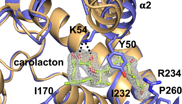 Protein structure