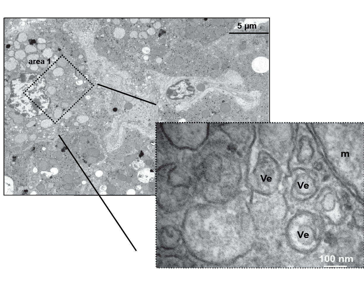Ultrastrukturelle Analyse von Leberzellen eines NPHV-infizierten Pferdes