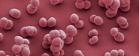 Staphylococcus aureus 