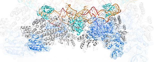  komplexe Proteinstruktur