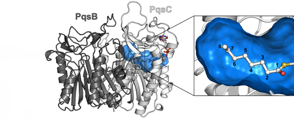 3D-Modellierung des Proteinkomplexes PqsBC mit dem Fettsäurebindekanal (blau). Die Ausschnittvergrößerung zeigt, dass der Kanal eine optimale Länge für die Bindung einer Fettsäurekette aus acht Kohlenstoffatomen besitzt. 
