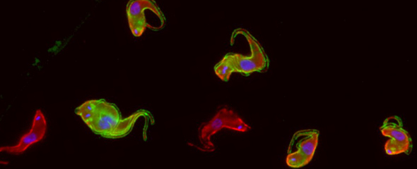 Trypanosomen mit unterschiedlich angefärbten Oberflächenproteinen.