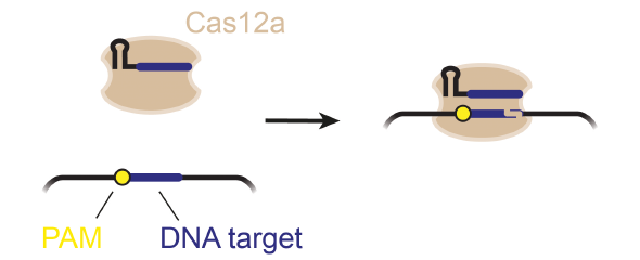 Cas12a-Nukleasen sind leistungsstarke Werkzeuge zur Genombearbeitung, erfordern jedoch ein PAM neben jeder ausgewählten Zielsequenz. Beisels Forschungsgruppe fand heraus, dass zwei sehr ähnliche Cas12a-Nukleasen unterschiedliche PAMs erkennen können. 