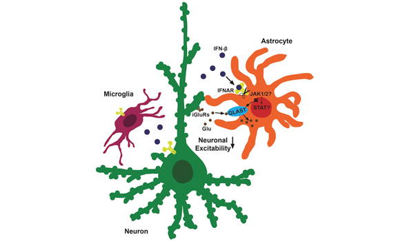 Die Astrozyten pumpen das Glutamat weg, damit ein nächster Impuls eine neue Wirkung auf die Rezeptoren der Nervenzelle haben kann. 