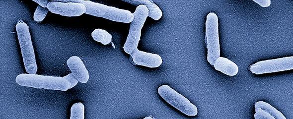 Bei Bakterien der Gattung Salmonella ist HIRI-Forschern erstmals die RNA-Einzelzellsequenzierung gelungen 
