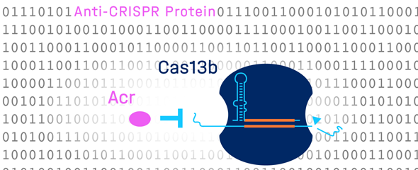 Grafik Anti-CRISPR-Protein