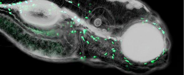 Fluoreszenzmikroskopische Aufnahme einer Zebrafisch-Larve in der neutrophile Granulozyten
